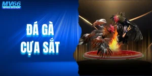 Đá Gà Cựa Sắt - Mãn Nhãn Với Những Trận Đấu Hấp Dẫn Hàng Đầu